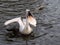 Dalmatian Pelican eating