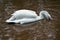 Dalmatian Pelican fishing in lake