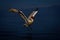 Dalmatian pelican flies across lake by mountains