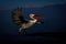 Dalmatian pelican flies over lake by mountains