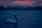 Dalmatian pelican floating in profile at dawn