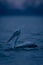 Dalmatian pelican floating in profile on water