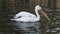 Dalmatian pelican floating on water