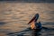 Dalmatian pelican floats backlit on calm lake