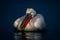 Dalmatian pelican floats on flat blue lake