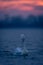 Dalmatian pelican floats on lake cocking head