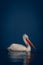 Dalmatian pelican floats in lake in profile