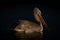 Dalmatian pelican floats on lake at sunset