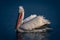 Dalmatian pelican floats on lake turning head
