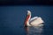 Dalmatian pelican floats on lake watching camera