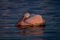 Dalmatian pelican floats laying head on body