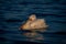 Dalmatian pelican floats resting beak on neck