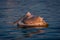 Dalmatian pelican floats resting bill on neck