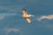 Dalmatian pelican flying