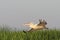 Dalmatian pelican flying over marsh