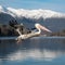 Dalmatian Pelican Flying Over Serene Lake with Snow Capped Mountains