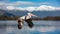 Dalmatian Pelican Flying Over Serene Lake with Snow Capped Mountains