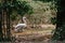 Dalmatian pelican in full growth stands on the ground. Living at the zoo