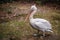 Dalmatian pelican in full growth stands on the ground. Living at the zoo