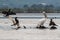 Dalmatian Pelican and Great Cormorant at Kerkini Lake Greece