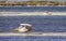 Dalmatian Pelican Harassed by Yellow-legged Gull