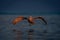 Dalmatian pelican hovers over calm purple lake