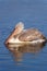 Dalmatian pelican immature