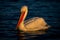 Dalmatian pelican on lake in golden light