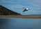 Dalmatian Pelican on Lake Prespa, Greece