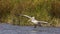 Dalmatian Pelican Landing