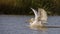 Dalmatian Pelican Landing