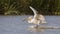 Dalmatian Pelican Landing on Lake