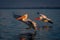 Dalmatian pelican landing on lake beside another