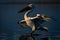 Dalmatian pelican landing on lake in sunshine