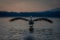 Dalmatian pelican lifts wings landing on lake