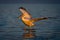 Dalmatian pelican makes water landing at dawn