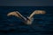 Dalmatian pelican makes water landing in lake