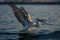 Dalmatian pelican makes water landing lifting wings