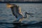 Dalmatian pelican makes water landing raising wings