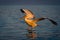 Dalmatian pelican makes water landing at sunrise