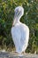 Dalmatian Pelican (PelÐµcanus crispus) stands on the shore of the lake