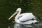 Dalmatian pelican, Pelecanus crispus