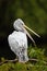 Dalmatian Pelican, Pelecanus crispus, bird in the dark tree forest, with open bill, nature habitat, Bulgaria