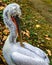 Dalmatian pelican - Pelecanus crispus close-up on a natural background. Bird