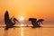 Dalmatian pelican, Pelecanus crispus, in Lake Kerkini, Greece. Bird with morning sunrise. Pelican with open wings. Wildlife scene