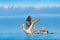 Dalmatian pelican, Pelecanus crispus, in Lake Kerkini, Greece. Palican on blue water surface. Wildlife scene from Europe nature.