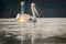 Dalmatian pelican or pelecanus crispus mating pair swimming in water during winter migration time in wetland of keoladeo bharatpur