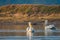 Dalmatian pelican or pelecanus crispus mating pair swimming in water during winter migration time in wetland of keoladeo bharatpur