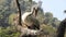 Dalmatian pelican Pelecanus crispus resting on a branch