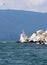 Dalmatian Pelican,Pelecanus crispus resting on a rock